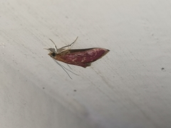 Pyrausta signatalis