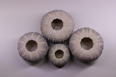 Heliocidaris crassispina