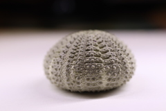 Temnopleurus toreumaticus