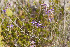Calectasia intermedia