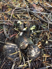 Rhizopogon parksii
