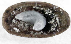 Scutellista caerulea