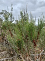 Allocasuarina paludosa
