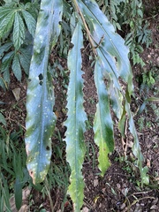 Alpinia kawakamii