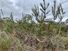 Allocasuarina paludosa