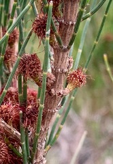 Allocasuarina paludosa