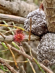Allocasuarina paludosa