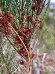 Allocasuarina paludosa