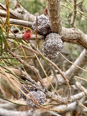 Allocasuarina paludosa