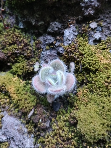 Aichryson villosum