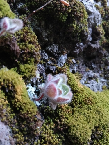 Aichryson villosum