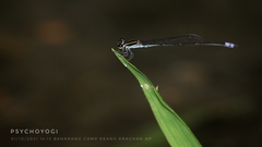 Argiocnemis rubescens
