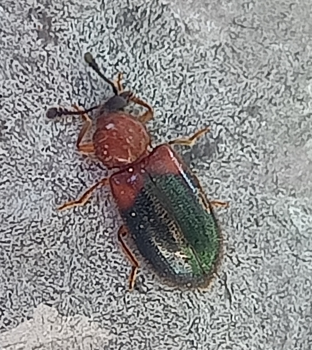 Necrobia ruficollis (Fabricius, 1775)