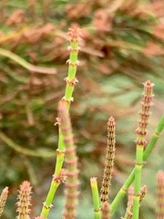 Allocasuarina paradoxa