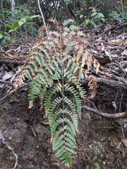 Pteridium aquilinum decompositum