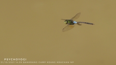 Anax guttatus