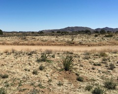 Yucca baccata baccata