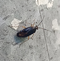 Deraeocoris maoricus