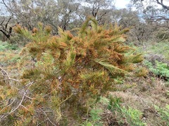 Allocasuarina paradoxa