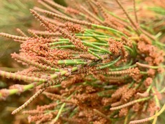Allocasuarina paradoxa