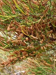 Allocasuarina paradoxa