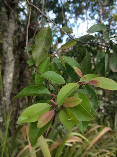 Santalum freycinetianum