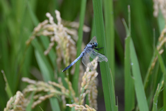 Orthetrum albistylum