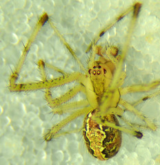 Theridion punctipes
