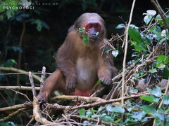 Macaca arctoides