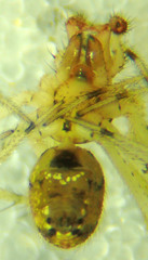Theridion punctipes
