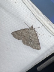 Ascotis fortunata