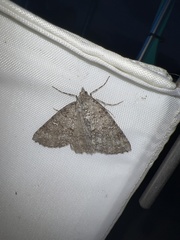 Ascotis fortunata