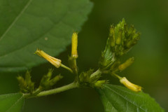 Triumfetta semitriloba