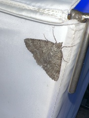 Ascotis fortunata