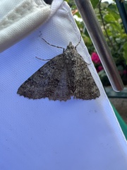 Ascotis fortunata