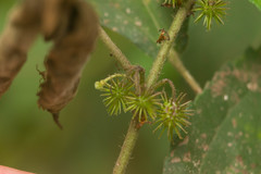 Triumfetta semitriloba