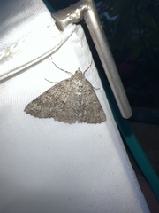 Ascotis fortunata