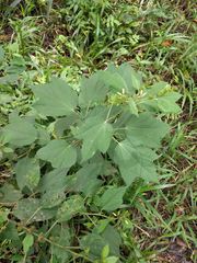 Triumfetta semitriloba