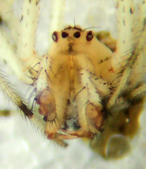 Theridion punctipes