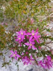 Calytrix fraseri