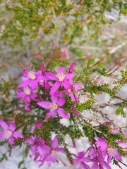 Calytrix fraseri