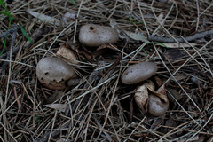 Myriostoma australianum