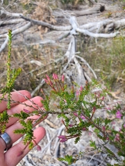 Calytrix fraseri