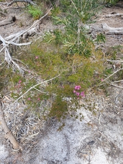 Calytrix fraseri