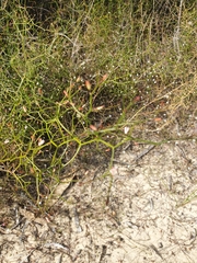 Corynotheca micrantha