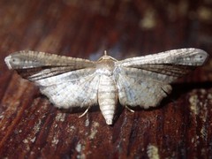 Picrostomastis inductalis