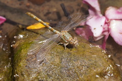 Onychogomphus costae