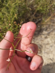 Corynotheca micrantha