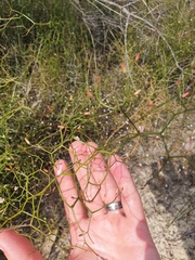 Corynotheca micrantha