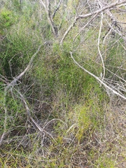 Corynotheca micrantha